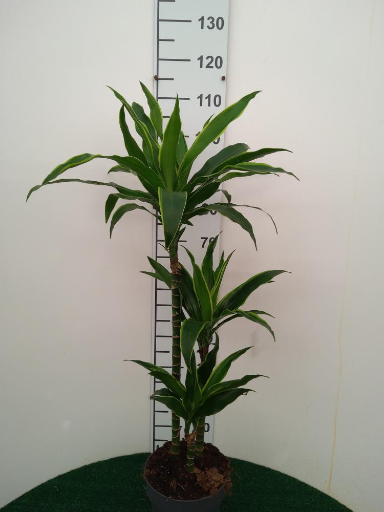 DRACAENA GREEN H60/30/15 VP21
