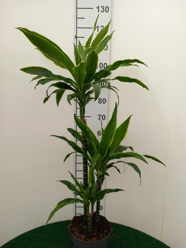 DRACAENA GREEN H60/30/15 VP21