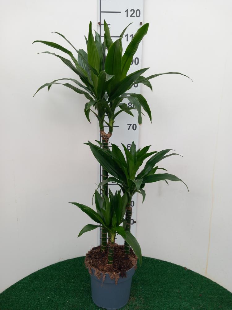 DRACAENA GREEN H60/30/15 VP21