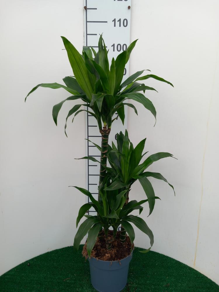 DRACAENA GREEN H60/30/15 VP21