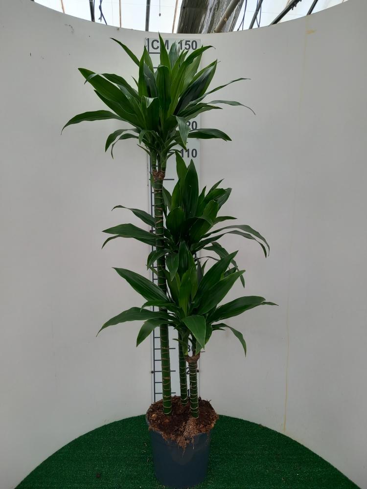 DRACAENA GREEN H90/60/30 VP24