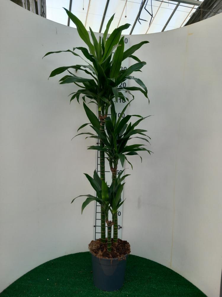 DRACAENA GREEN H90/60/30 VP24