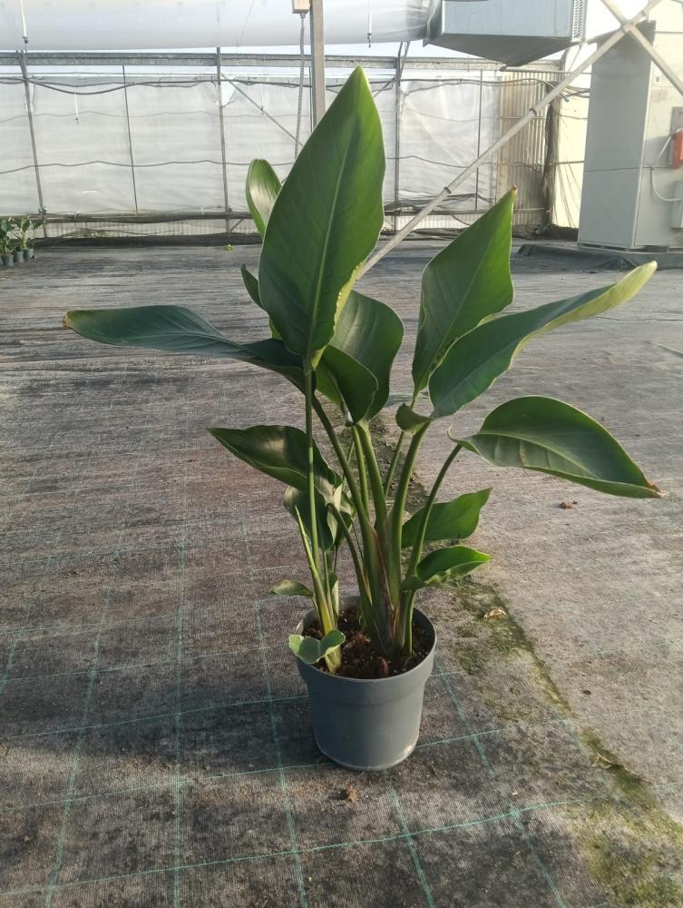 STRELITZIA NICOLAI VP21