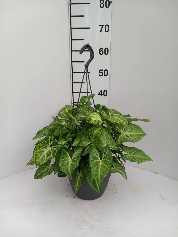 SYNGONIUM ARROW BASKET BK20