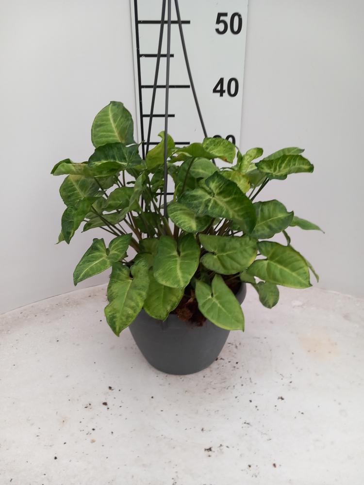 SYNGONIUM ARROW BASKET BK20