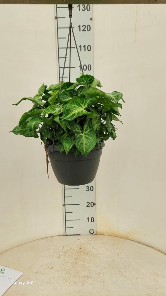 SYNGONIUM ARROW BASKET BK20