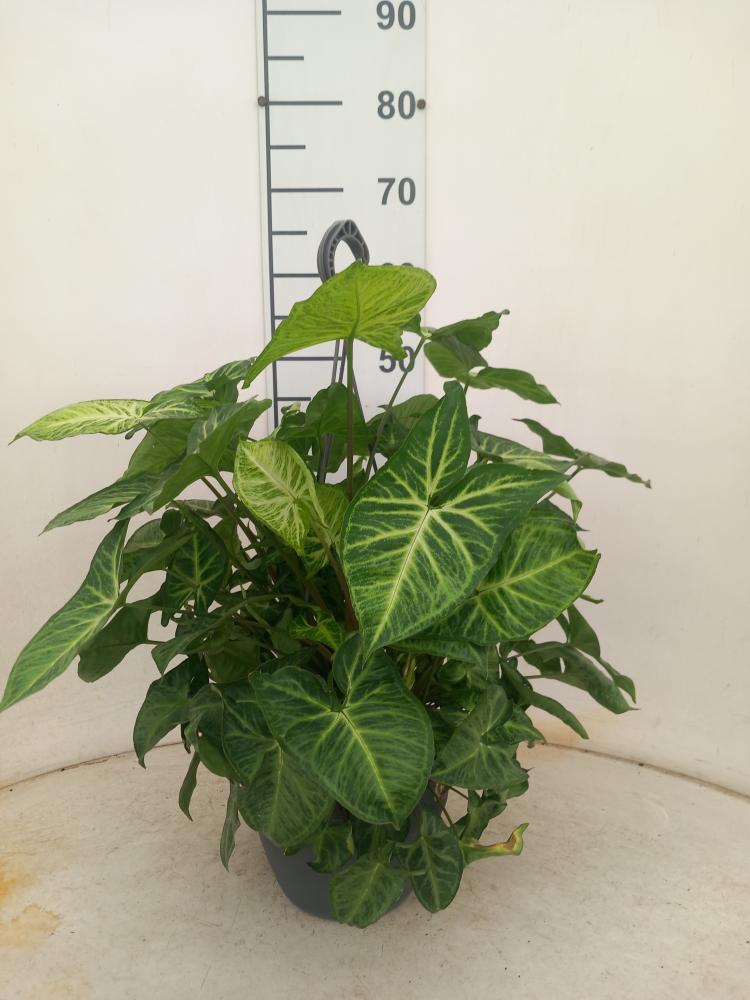 SYNGONIUM ARROW BASKET BK20