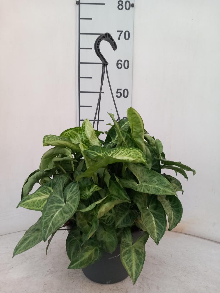SYNGONIUM ARROW BASKET BK20