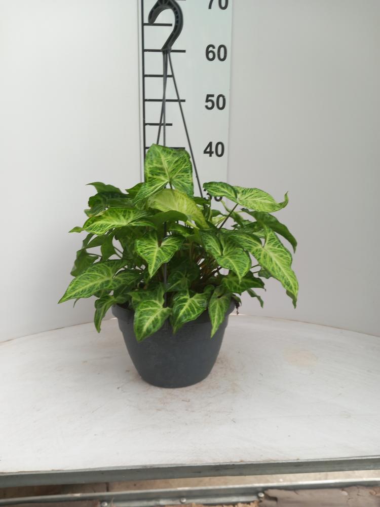 SYNGONIUM ARROW BASKET BK20