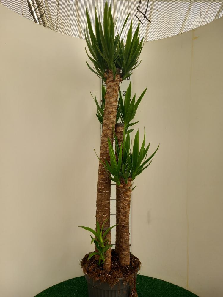 YUCCA 120/90/60/30 VP30