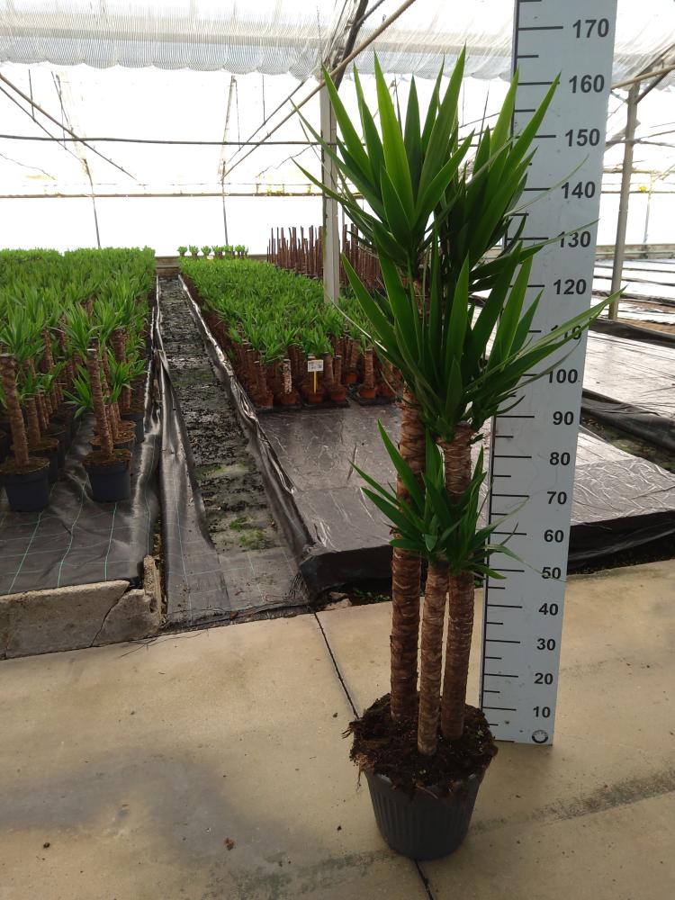 YUCCA 120/90/60/30 VP30
