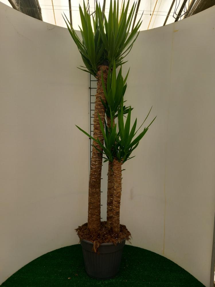 YUCCA 120/90/60/30 VP30
