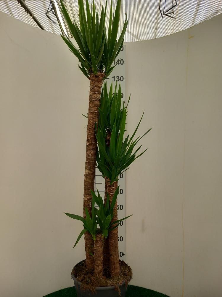 YUCCA 120/90/60/30 VP30