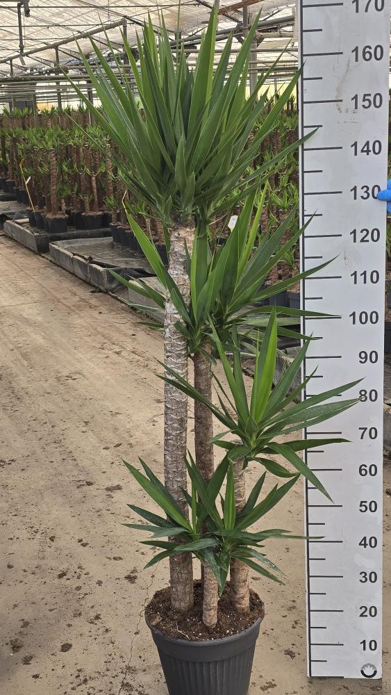 YUCCA 120/90/60/30 VP30