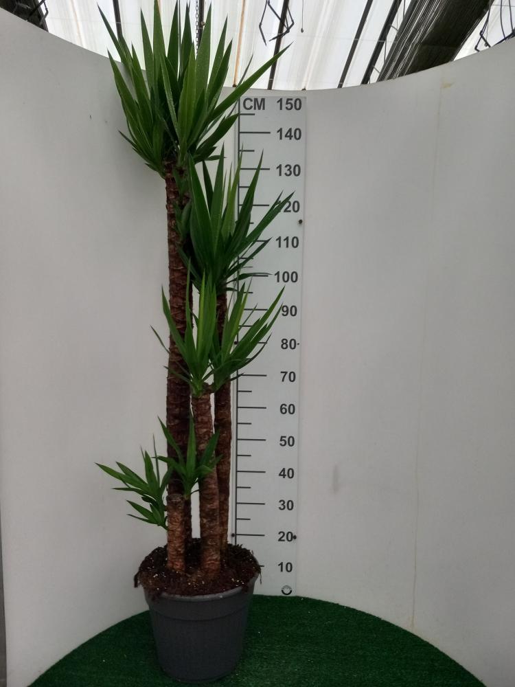 YUCCA 120/90/60/30 VP30