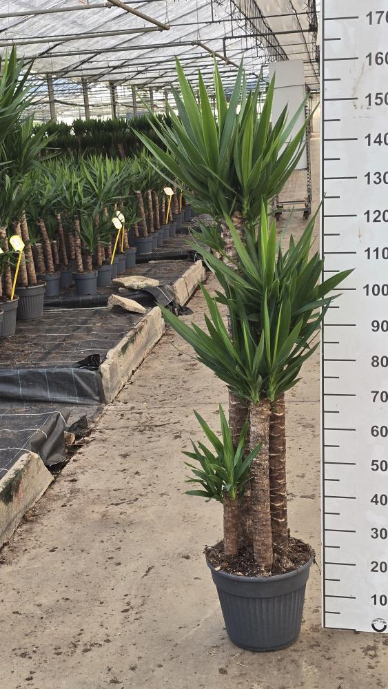 YUCCA 120/90/60/30 VP30