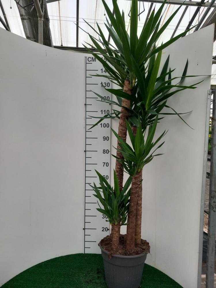 YUCCA 120/90/60/30 VP30
