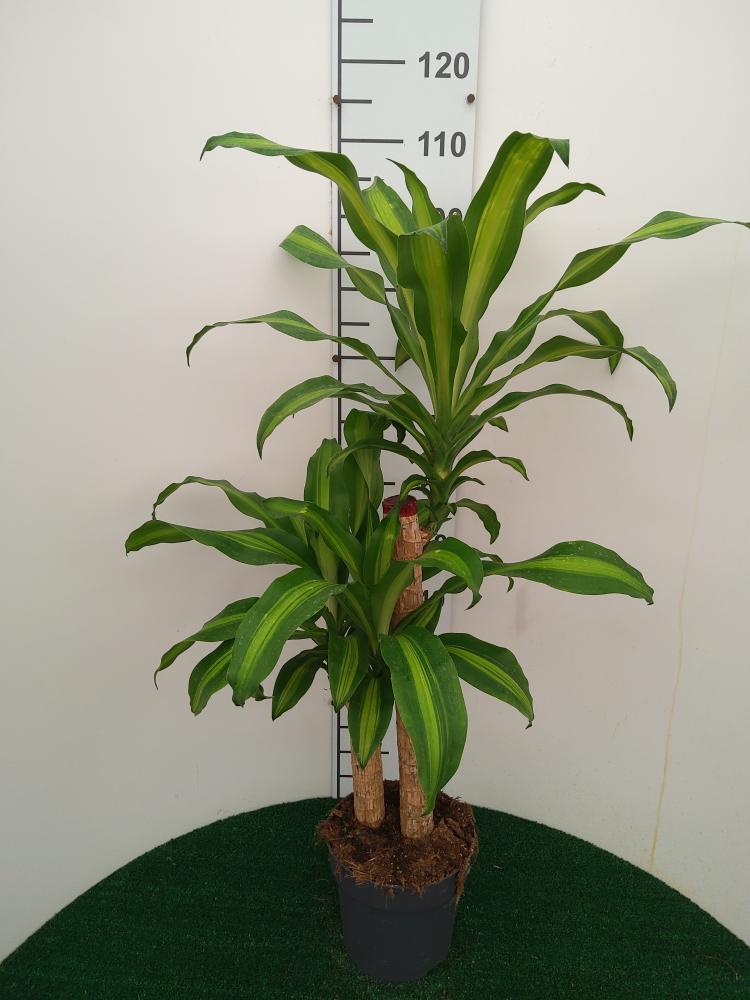 DRACAENA MESS. H60/30 VP21