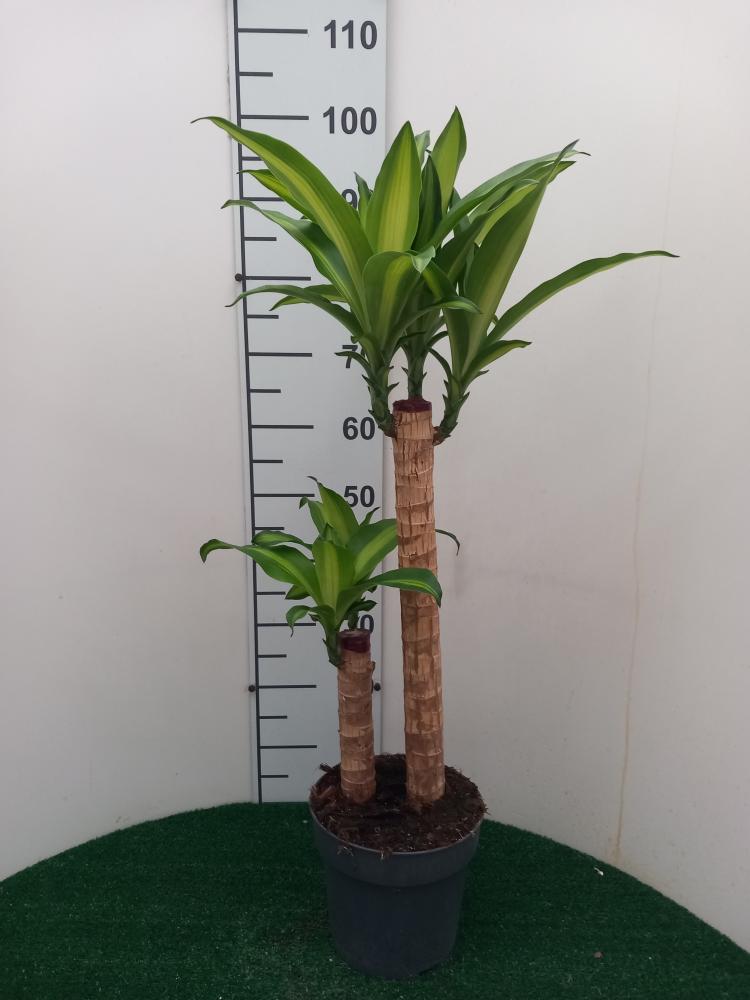 DRACAENA MESS. H60/30 VP21