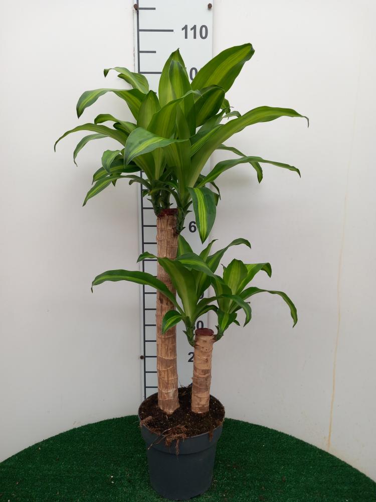 DRACAENA MESS. H60/30 VP21