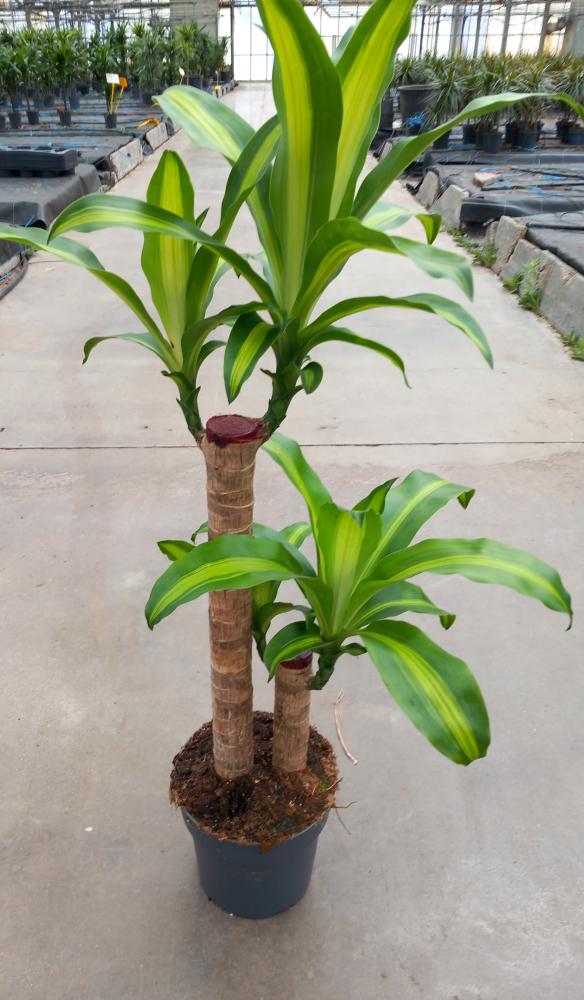 DRACAENA MESS. H60/30 VP21