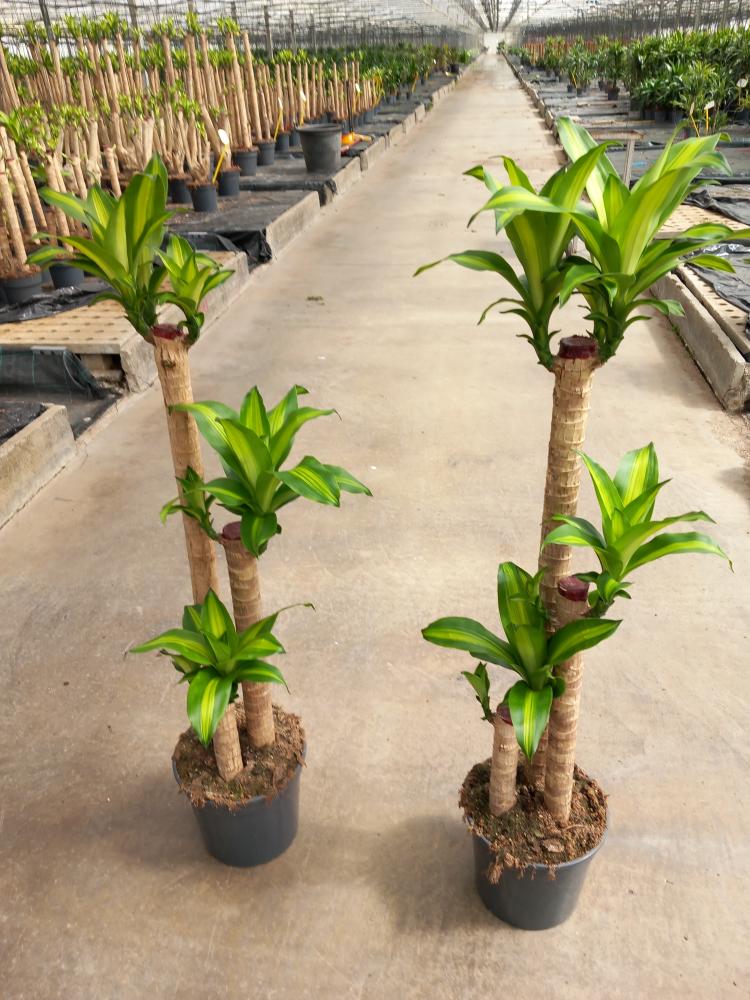 DRACAENA MESS. H90/60/30 VP24