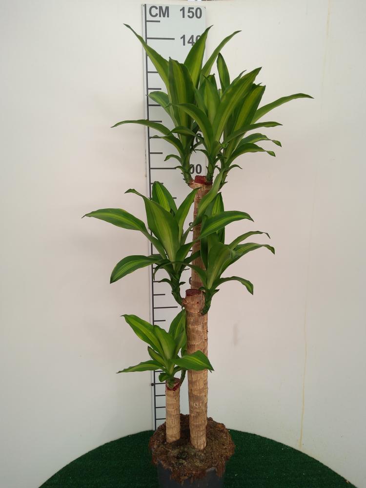 DRACAENA MESS. H90/60/30 VP24