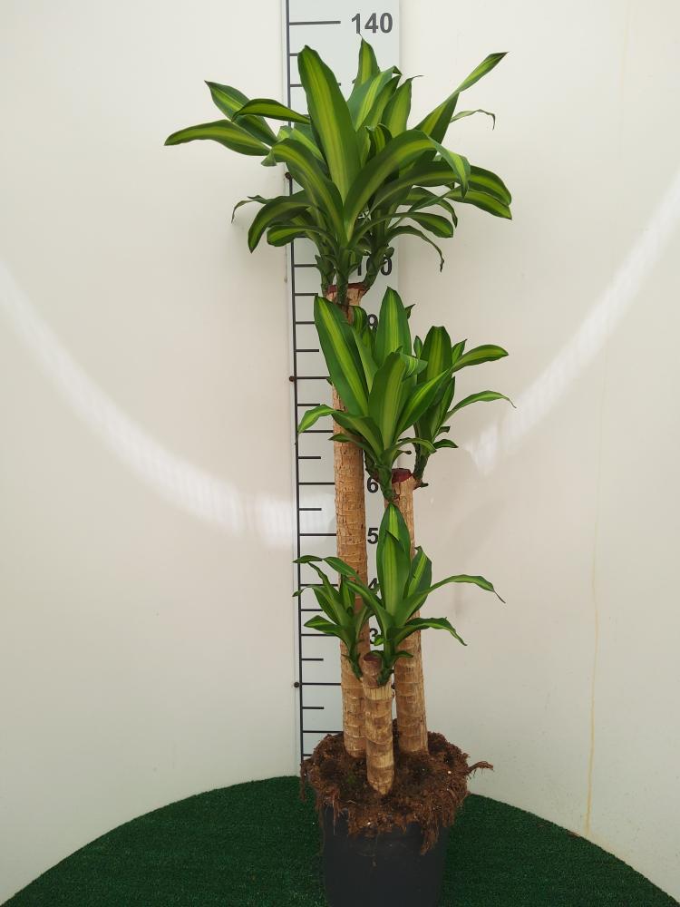 DRACAENA MESS. H90/60/30 VP24