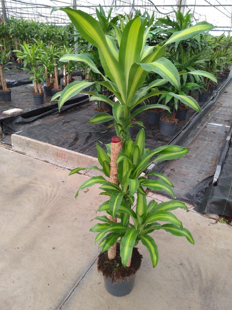 DRACAENA MESS. H90/60/30 VP24