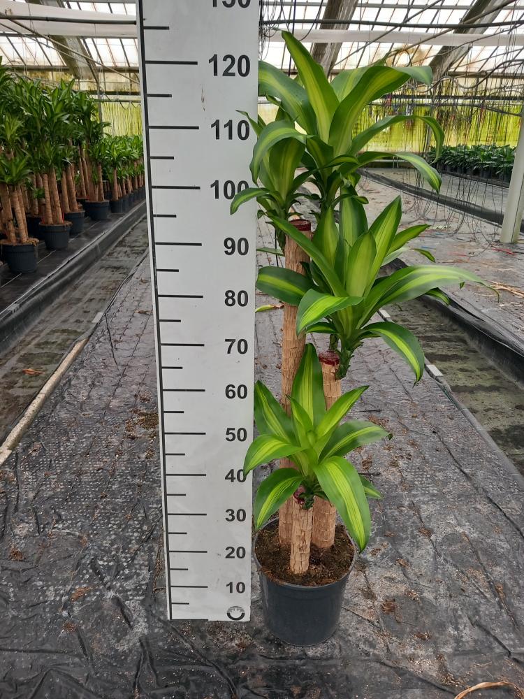 DRACAENA MESS. H90/60/30 VP24