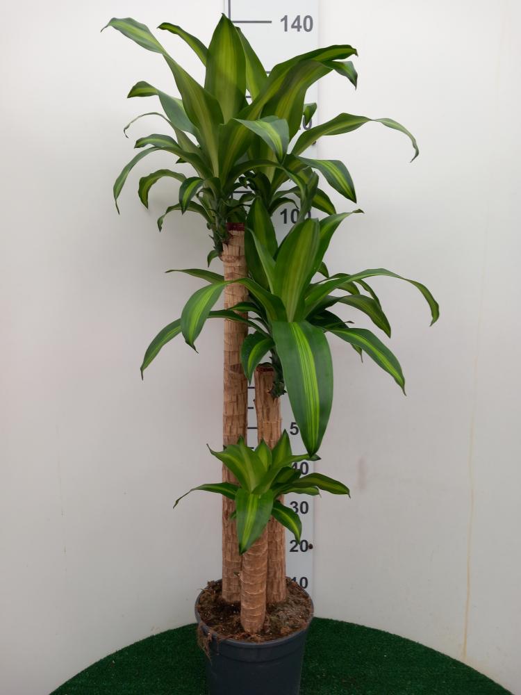 DRACAENA MESS. H90/60/30 VP24