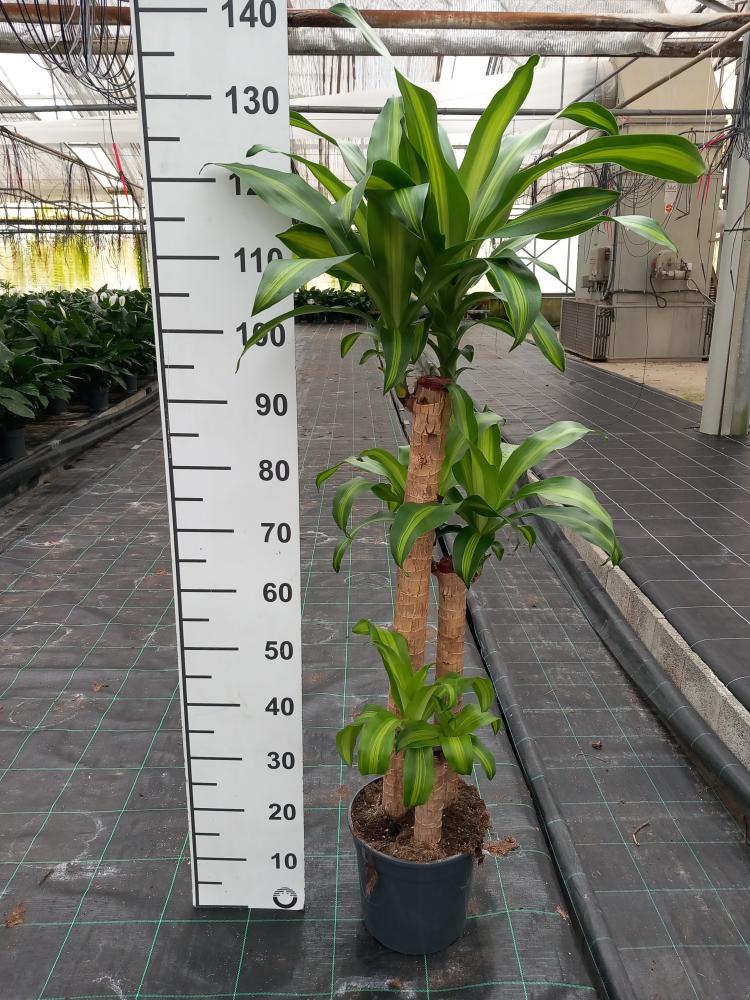 DRACAENA MESS. H90/60/30 VP24