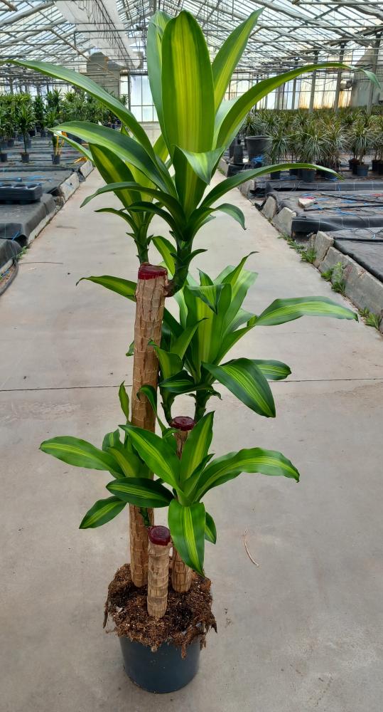 DRACAENA MESS. H90/60/30 VP24