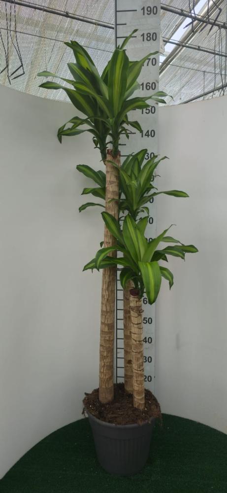 DRACAENA MESS. H120/90/60/30