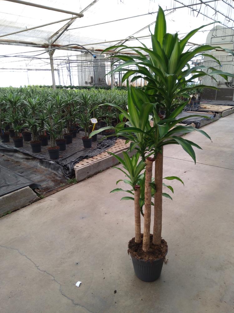 DRACAENA MESS. H120/90/60/30