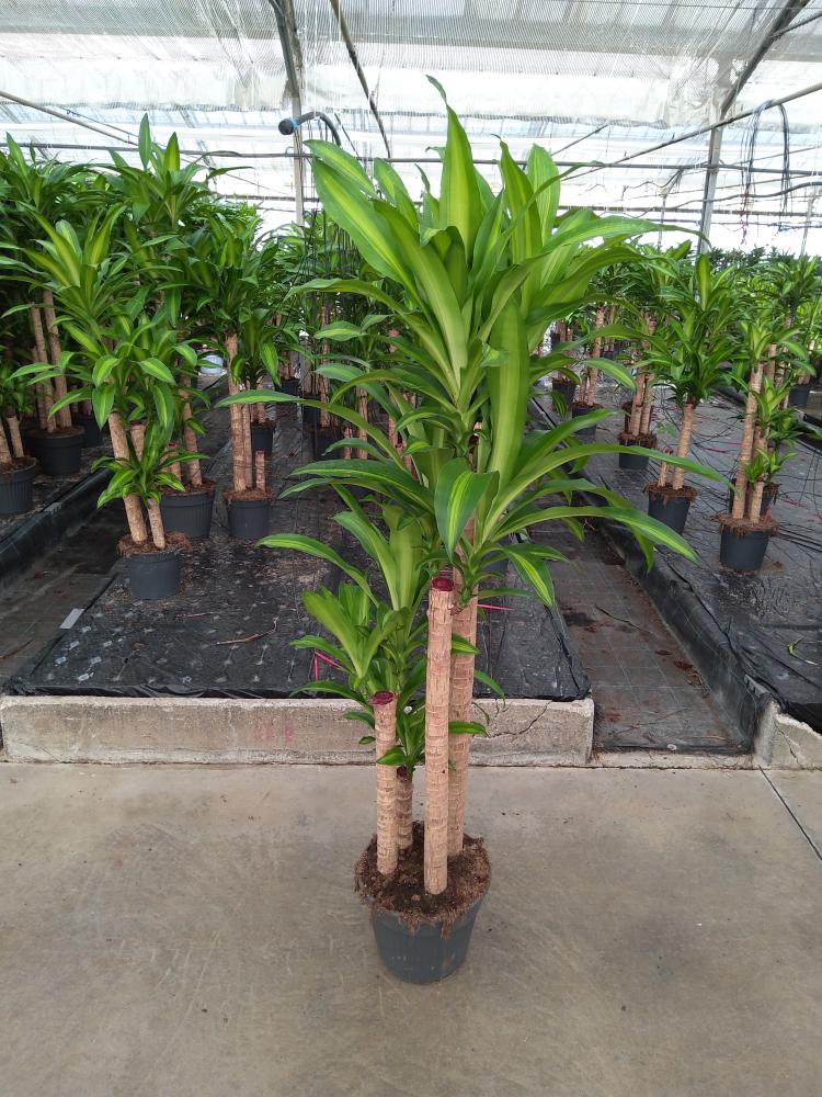 DRACAENA MESS. H120/90/60/30