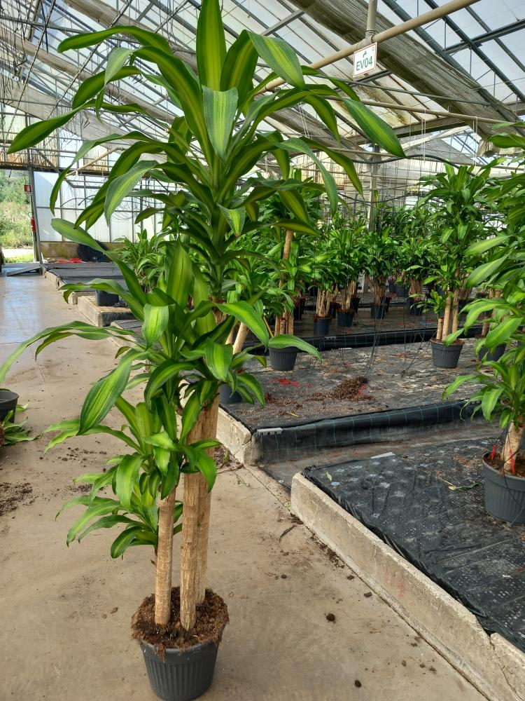 DRACAENA MESS. H120/90/60/30