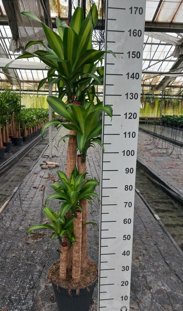 DRACAENA MESS. H120/90/60/30
