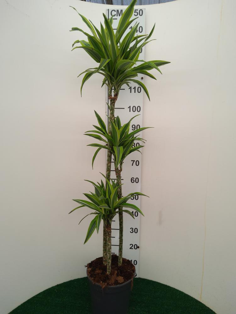 DRACAENA LEMON 90/60/30 VP21