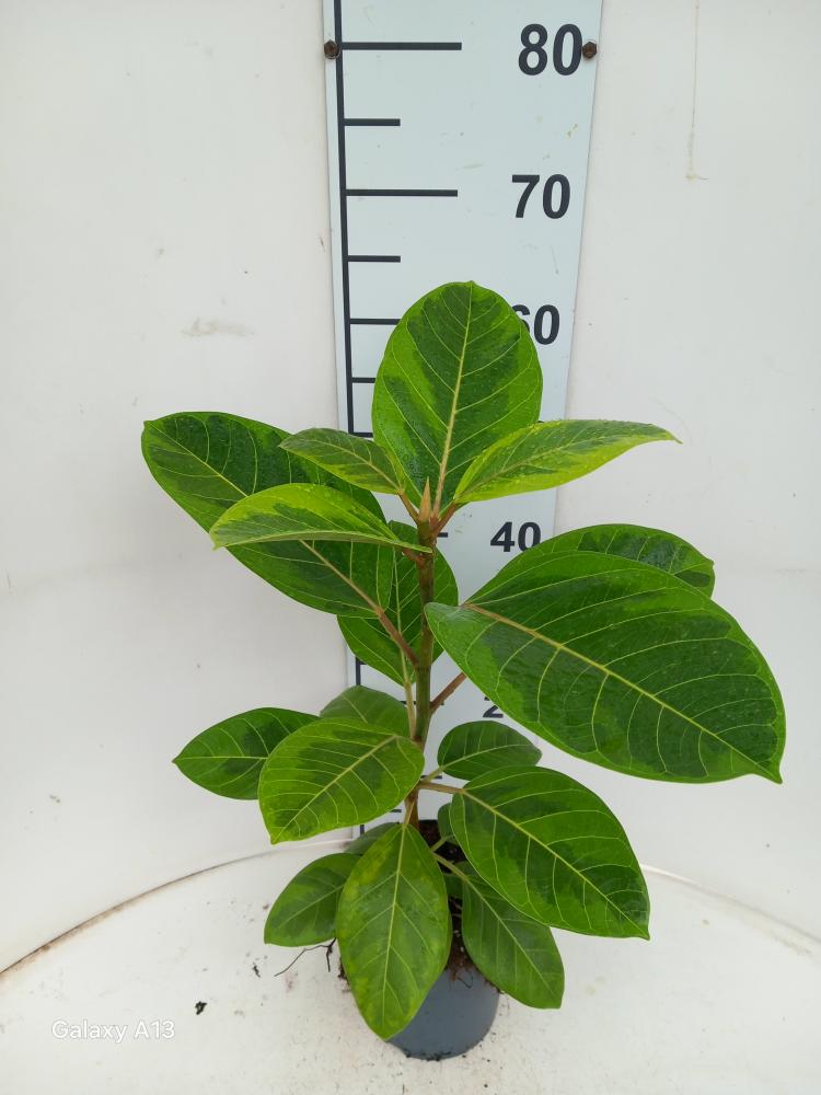 FICUS ALTISSIMA VP17