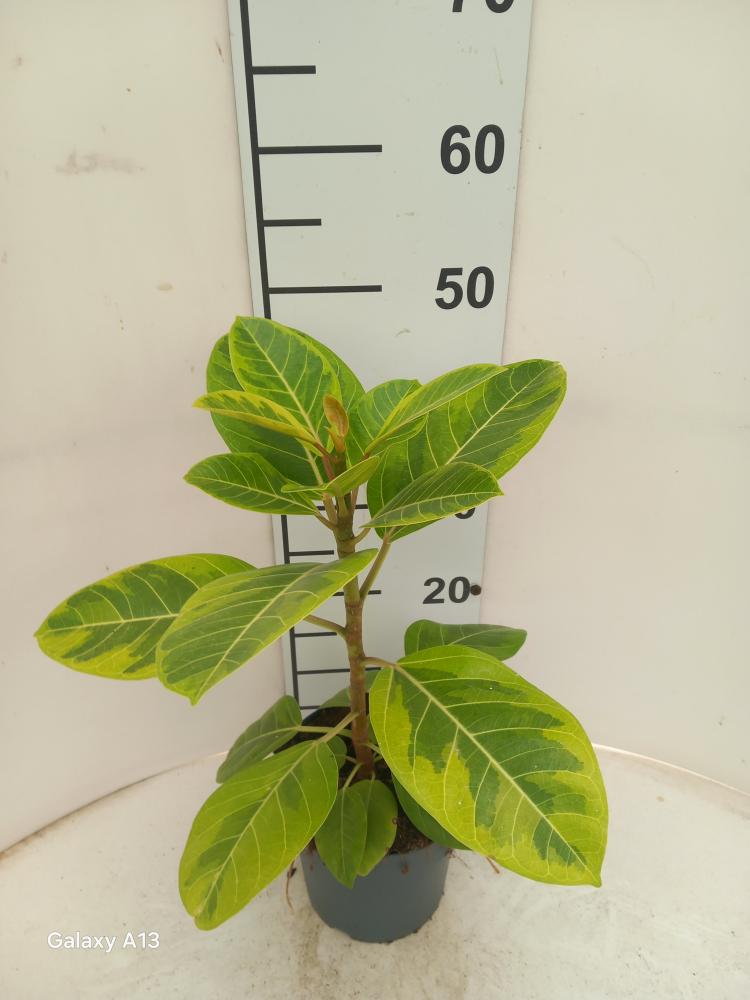 FICUS ALTISSIMA VP17