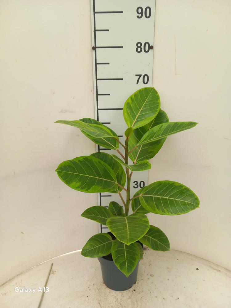 FICUS ALTISSIMA VP17