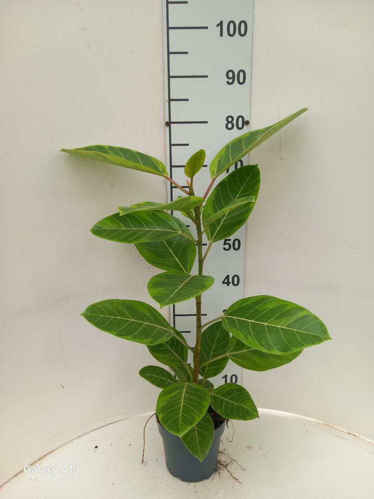 FICUS ALTISSIMA VP17