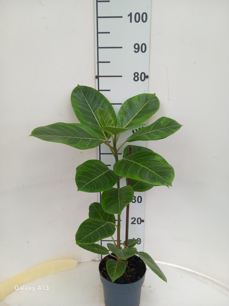 FICUS ALTISSIMA VP17