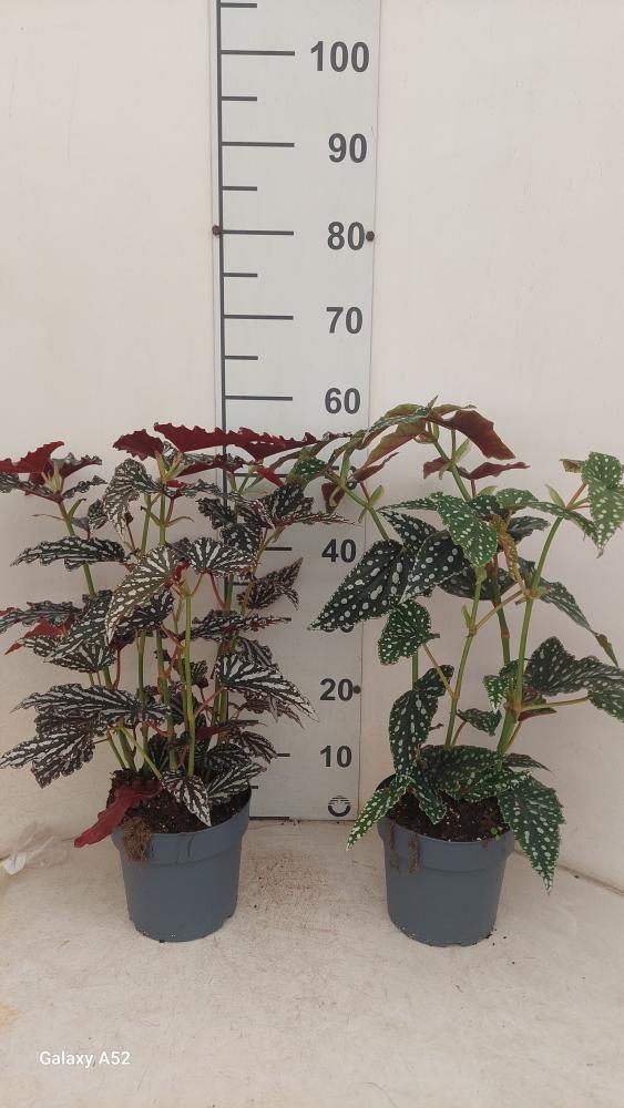 BEGONIA BELEAF DARK VP17