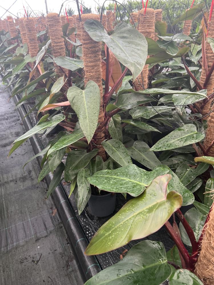 PHILODENDRON RUBY H100 VP19