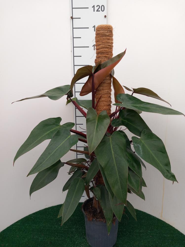 PHILODENDRON RUBY H100 VP19