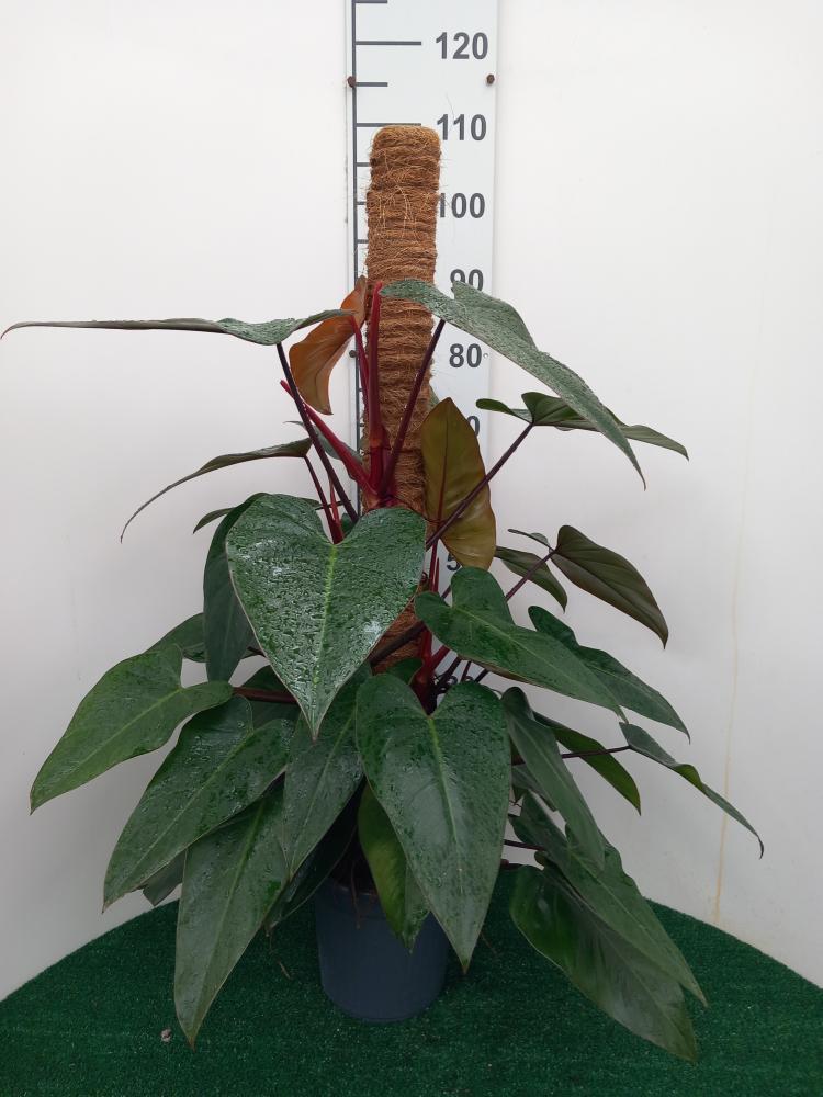 PHILODENDRON RUBY H100 VP19