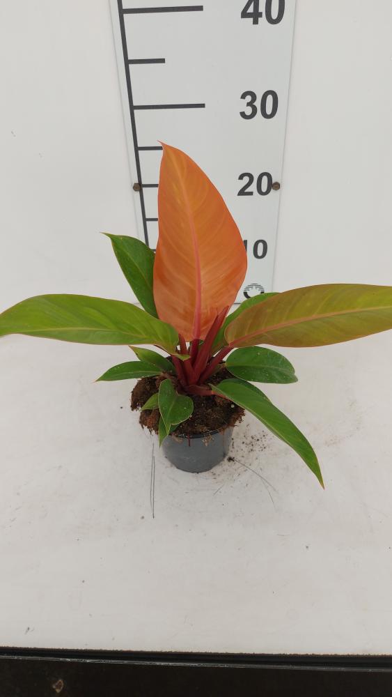 PHILODENDRON PRINCE OF ORANGE VP12