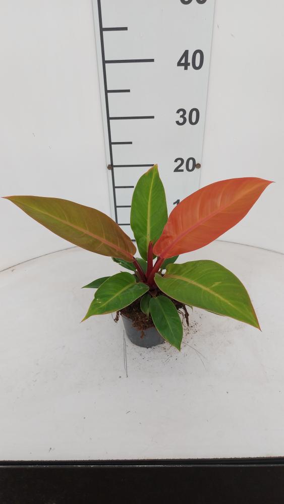 PHILODENDRON PRINCE OF ORANGE VP12